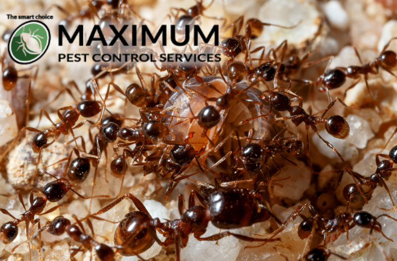 Termite Exterminator Granada Hills