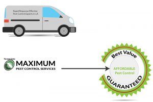 Crawl Space Encapsulation Measures for Pest Control