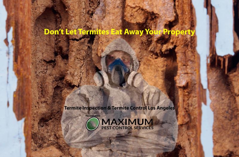 Dealing with Termites Using Holistic Pest Control Solutions