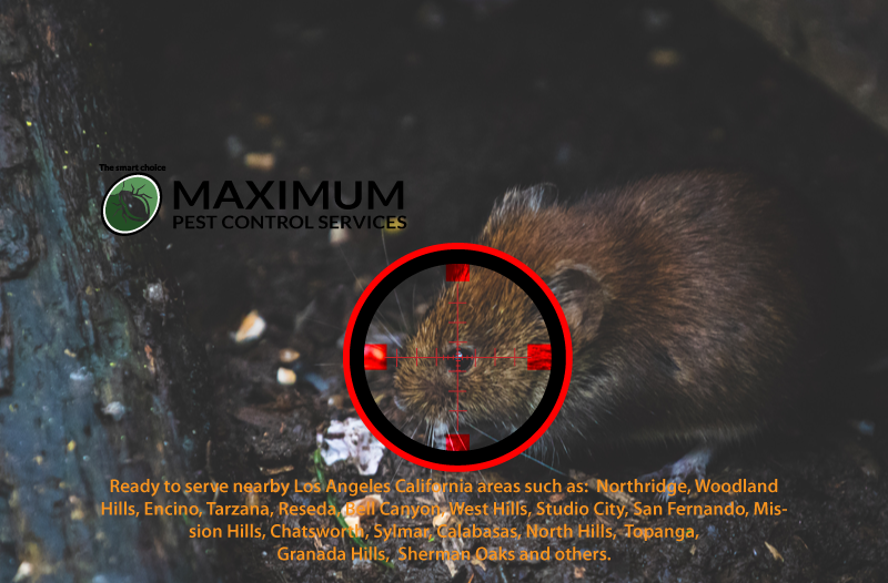 How to Rodent Proof Your Property Around Los Angeles CA