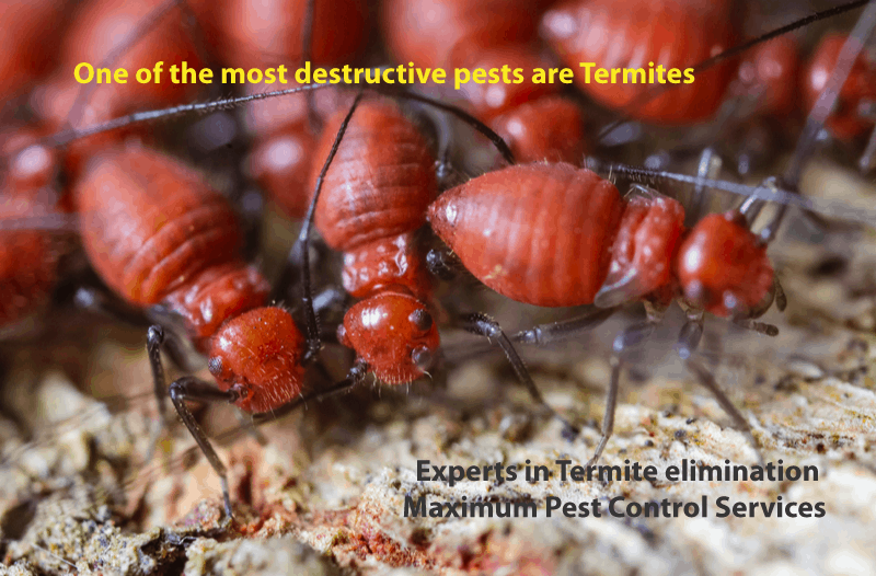 termites close up view in termite colony