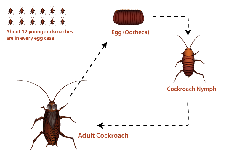 cockroach egg nymph adult roach