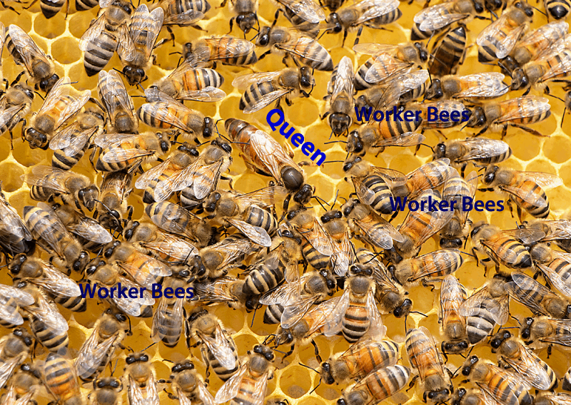 Queen Honey Bee and Worker Bees