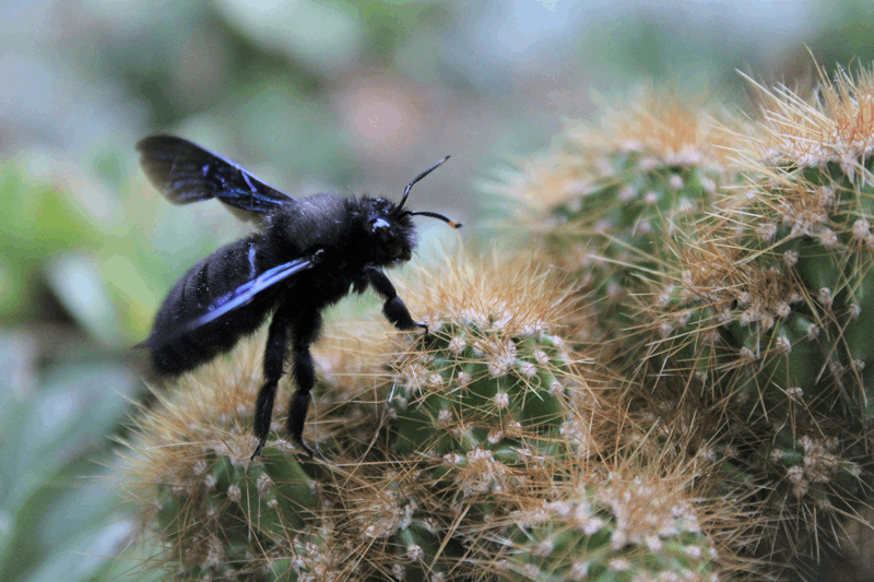 The Valley Carpenter Bee Xylocopa sonorina