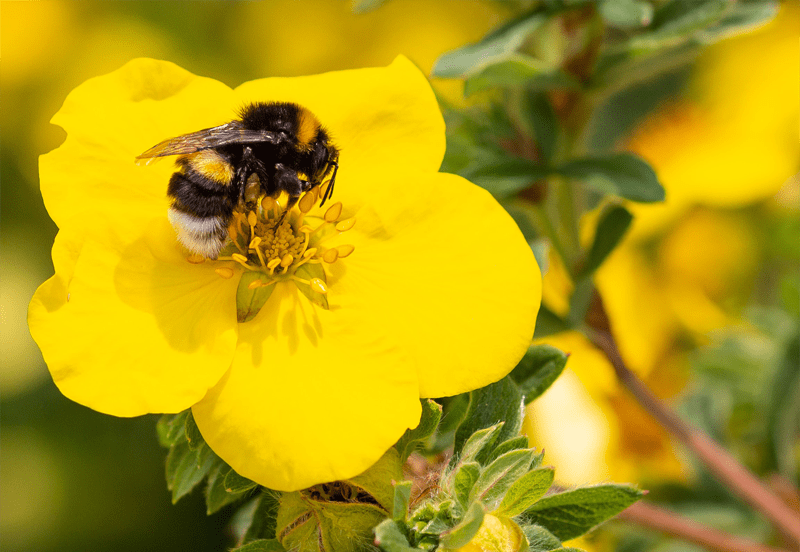 Yellow Faced Bumblebee Bombus vosnesenskii
