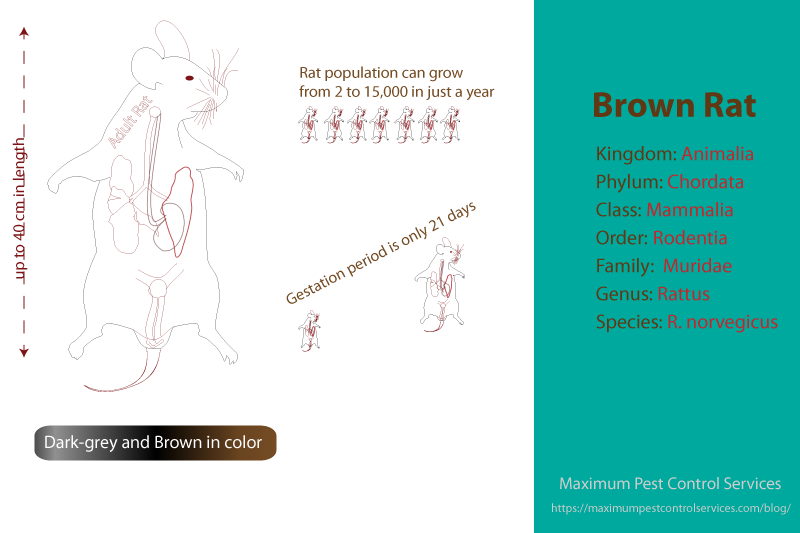 Anatomy of Brown Rat Rattus norvegicus