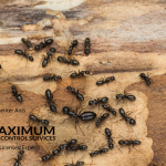 carpenter ant colony of worker ants