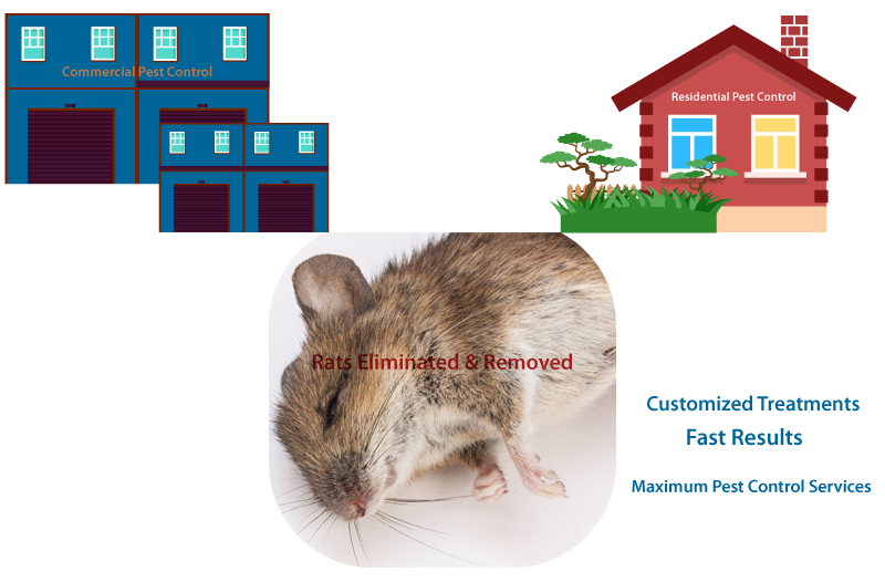 Types of Rats Found in Los Angeles and Ways to Exterminate Them