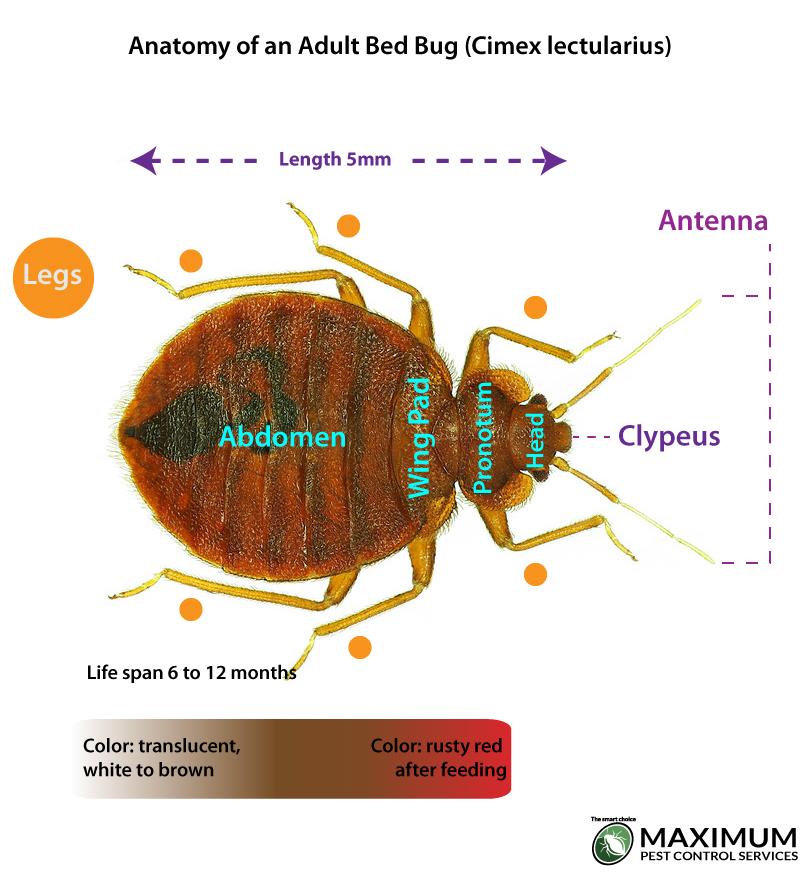 anatomy of an adult bed bug detailed