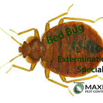 bed bug extermination specialist