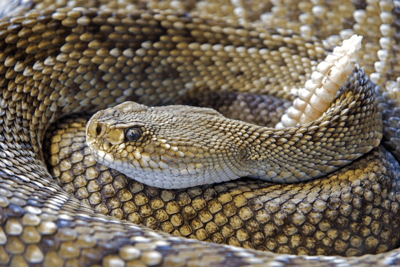 rattlesnake curled